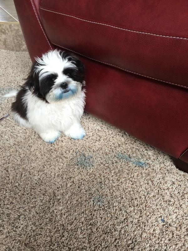 kaylagav7's tweet photo. the fucking devil. and my parents come home tonight. π‘ #bluestain #poolchalk http://t.co/HLxvB3nmlD