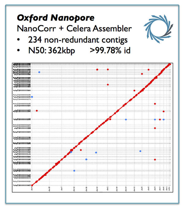 mike_schatz's tweet photo. In case there was any question about de novo assembly with @nanopore. Here is yeast ~10x better than illumina alone http://t.co/aVnPFK9aLN