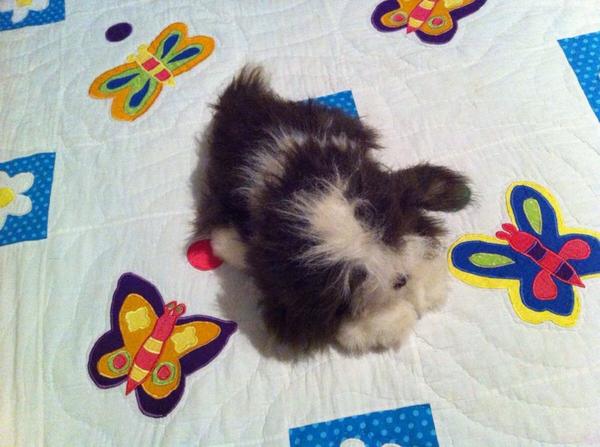 paula102002's tweet photo. Mi perrito hermoso te amo te cuidare demasiado te quiero luna ya tienes 6 meses love🐶💕✌ http://t.co/mdCizA6OAd