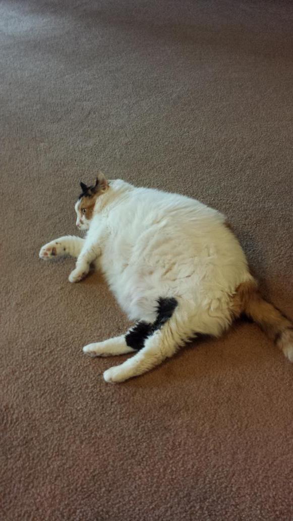 Tumbles6's tweet photo. Ahhh summer is finally over so i can quit dieting #meow http://t.co/ysTQtBx6MA