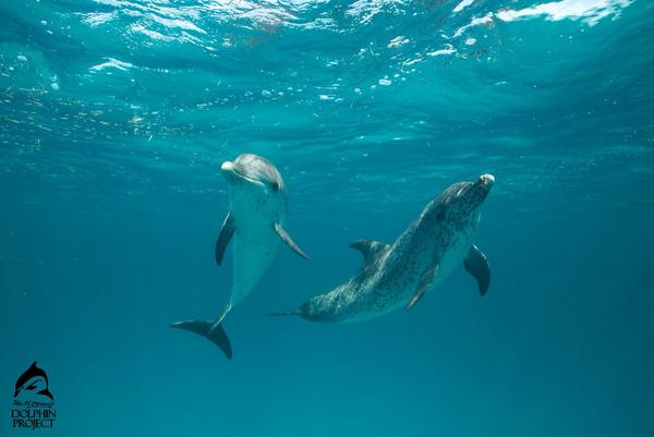 Taiji: All hunting boats back with no dolphins #BlueCove10 #DolphinProject #Tweet4Dolphins