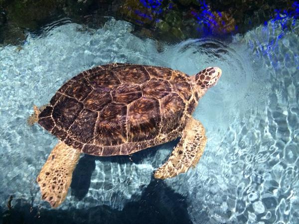 #construct. At the National Aquarium - GIANT turtle.  Amazing!