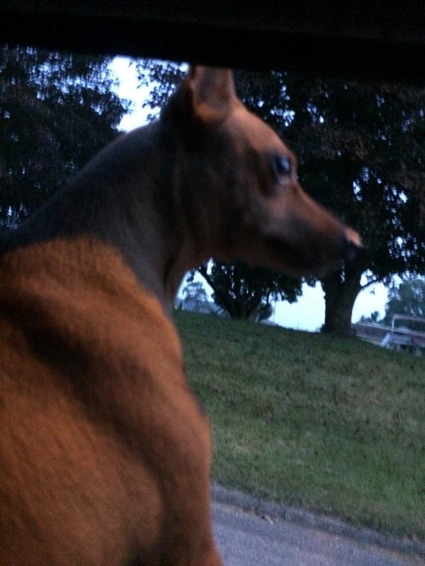 BuddyTheMiniPin's tweet image. Riding in the car today! Me had a bwast! #DOGS #pets #minipins