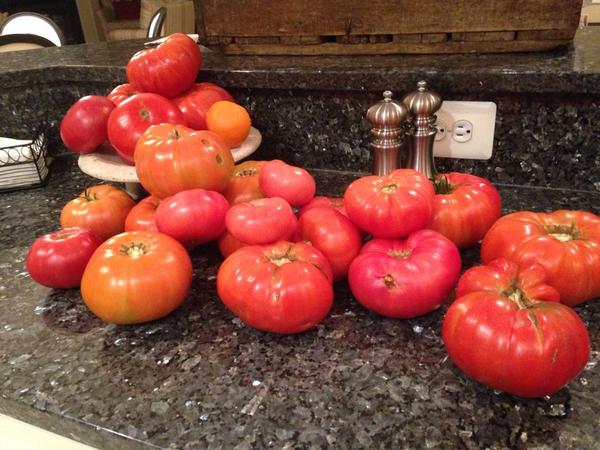 RovingItalian's tweet photo. Loving the tomatoes from the garden this week.  Caprese is on the menu! http://t.co/WDAt8dna8s