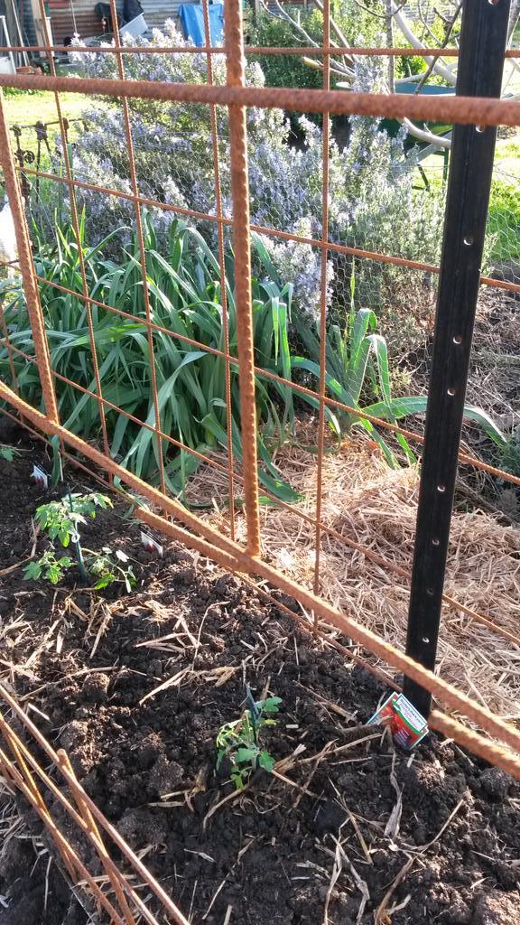 From little things big things grow passionfruit for b &amp; b guests next summer <a href="/1865BnB/">birregurra1865bb</a>