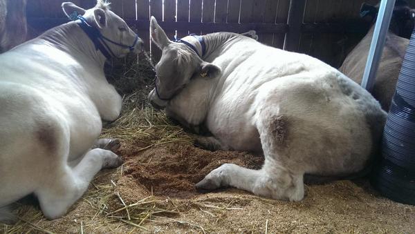 Its just so tiring being <a href="/adelaideshow/">Royal Adelaide Show</a> #ledsteers <a href="/UniofAdelaide/">Uni of Adelaide</a>