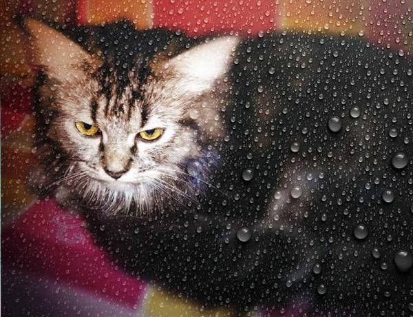 gAmAk1Ch1's tweet photo. Our beloved maine coon 
#kichee http://t.co/J1v3NkYECk
