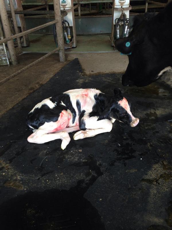 westdama's tweet image. I do believe this is the first @SDBreeders  sired heifer in Australia? @FunWithBulls @polepositiongen