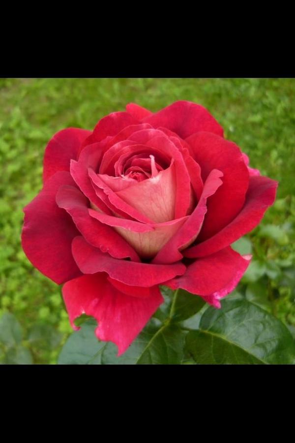 saefharb tweet picture