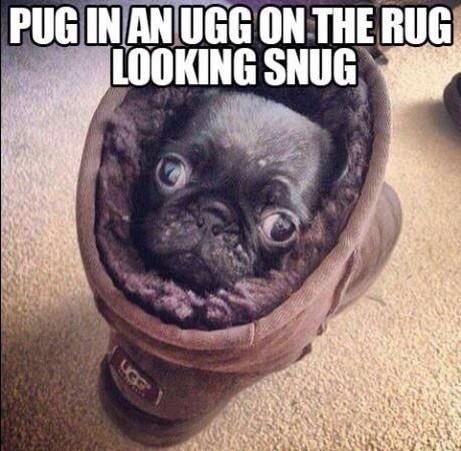 Lookin' snug Mr. Pug