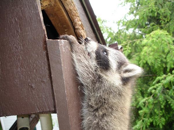 Virginia Wildlife Control is best #AnimalControl Services provider in Fairfax,VA... bit.ly/1wfGjDa