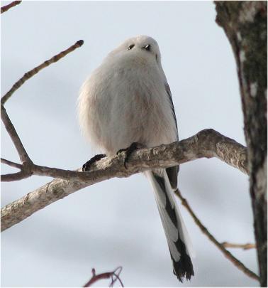 シマエナガbot (@simaenaga_bot) on Twitter photo 