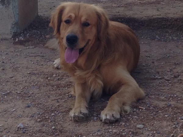 maxytango's tweet photo. @AnnaSimonMari buenos días como veo q tiene un golden te presento al mío, Kash 😜 http://t.co/tZfbcbvGO8