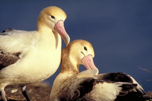 Seasaver's tweet photo. New fishing rule to protect threatened short-tailed albatross http://t.co/nJUu8GQiyw @SFGate #overfishing #bycatch http://t.co/siQJAfbszi