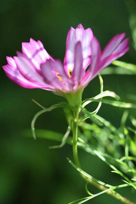 decorartuk's tweet image. Here&apos;s one more #photograph for #100daysofnature - cosmos on a sunny #Spetember day.