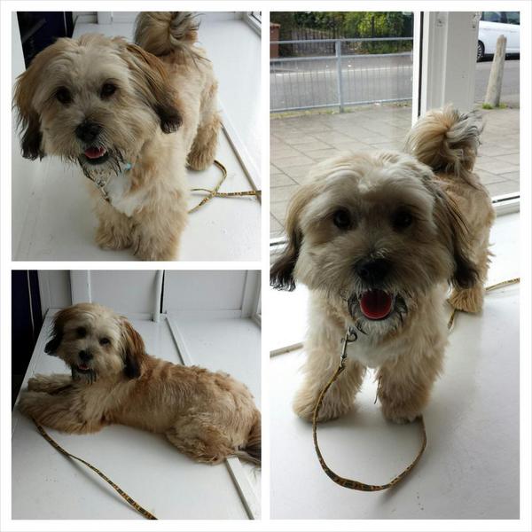PoochinisPet's tweet photo. Little Prince the puppy with fear aggression finally getting a little bit better! ! http://t.co/yYAl02urdq