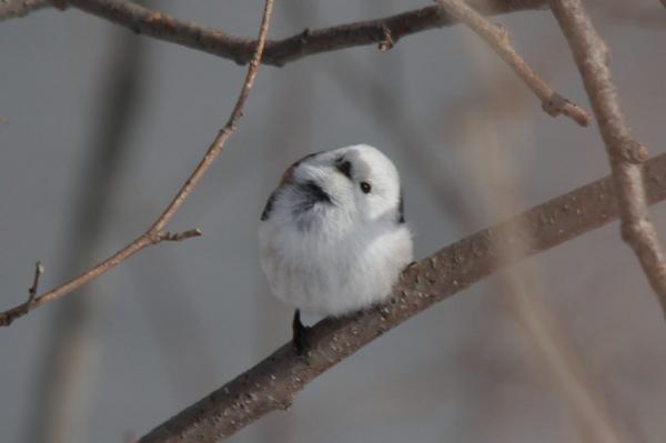 シマエナガbot tweet media