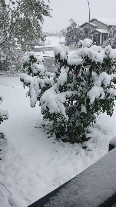 Omg I hate when we get summer snow. Cherry's on the tree bright red covered in snow!!! http://t.co/2<a href="/tag/spoilme"class="tags"><span>#spoilme</span></a>
