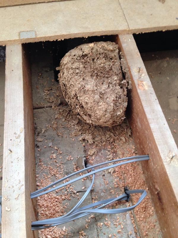 Found a huge wasp nest under someone's floor today while doing a rewire! Luckily no wasps in it. #electrician #Cambs