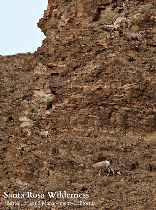 BLMca's tweet photo. Great photos of BLM #desert wilderness in @palmspringslife story on @wild50th. #BobWick pic. http://t.co/A0p1ngcxDC http://t.co/ucTefjnyQO