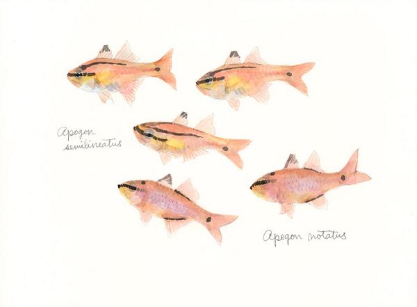長嶋祐成 Twitterissa 再掲 魚の譜 スズキなんかの大型の魚食魚をデフォルメしたような心地よいスタイル 釣った魚 を飼っていた子どもの頃 憧れの魚でした ネンブツダイ Apogon Semilineatus Http T Co G2vb5ayyjg Http T Co Vymax6osrt 長嶋祐成 Twitterissa 再掲 魚の譜 スズキなんかの大型の魚食魚をデフォルメしたような心地よいスタイル 釣った魚 を飼っていた子どもの頃 憧れの魚でした ネンブツダイ Apogon Semilineatus Http T Co G2vb5ayyjg Http T Co Vymax6osrt