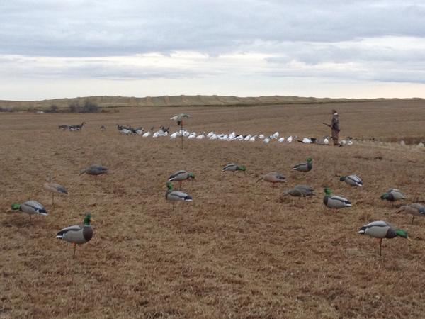 dougerickson22's tweet photo. This no combining is getting hard on the ducks. #harvest14 #stressrelief http://t.co/rEJhPaDg9n