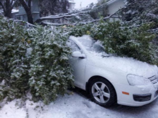 pagehanify's tweet photo. I moved the car at 530am... didn't move it far enough. Big tree down in our yard. #yycsnow #abstorm #chinookpark. http://t.co/2RwgW9O9MY