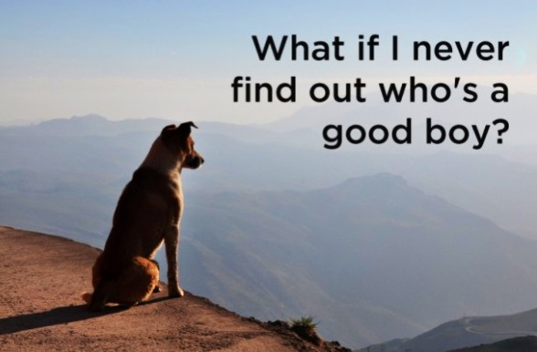 CarissaPavlica's tweet photo. “@Vandiekins22: #DeepThinkingDay #DogsLife http://t.co/204t4ScvKt” Awwww! They forget "You're a good boy!"