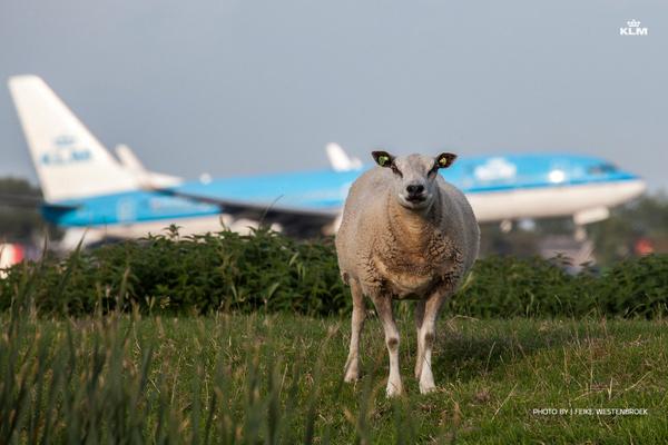 KLM's tweet photo. Bèèèèèèst airline èèèèèver...
Bèèèèèèst plane èèèèèver. http://t.co/sHKGSGWUQD