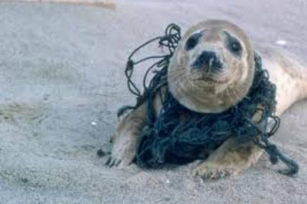 doylethedolphin's tweet photo. #keepouroceansclean http://t.co/Sj7E4Es00l