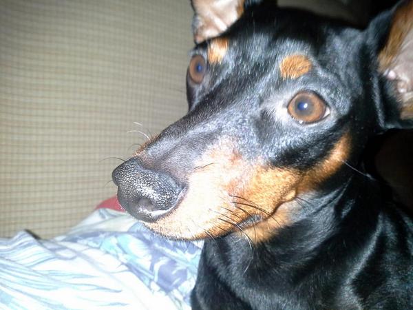 TheChocos's tweet photo. Pancho-Panchito http://t.co/NSMEbQkZCK