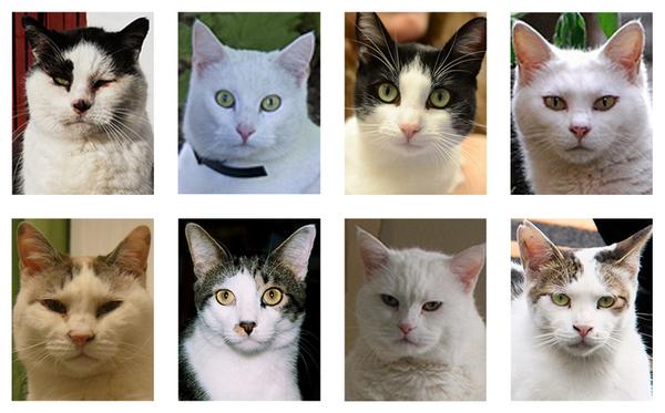 Разные породы кошек. Кот стоковые фото. Уолтер чандоха фотограф. Разные кошки. Разные породы кошек.