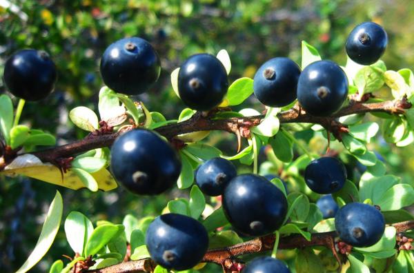 <a href="/cocinobal/">CRISTOBAL LEVIU</a> <a href="/LaOdiseaTVN/">La odisea</a> <a href="/ricardoastorga/">Ricardo Astorga</a>  #LaOdisea [FOTO] las tres "C" de la #patagonia (centolla, cordero, calafate)