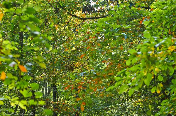 Early #Autumn Confetti  bitly.com/HOP09102014 #autumnleaves #hiking #nature #photography #NationalParks