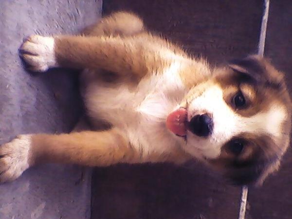 Ini anjingku ! My name is mocy ...