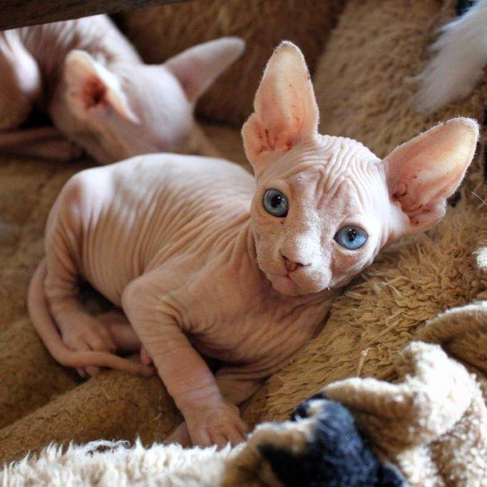 Le Chat Sans Poil Lechatsanspoil Twitter