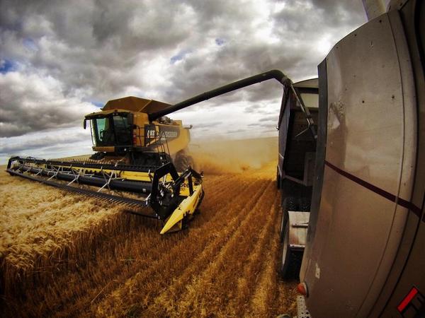 One bushel of wheat can bake 90 whole wheat loaves of bread. At today's price the farmer gets $.07/loaf. #FarmToFood
