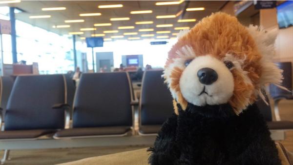 RufusTravels's tweet photo. //Missing my cousin Ruf and mama Rau already 🐻😭💞// - Ellie http://t.co/RSTfmq5Zx6