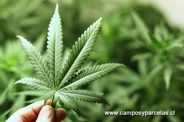 Campos y Parcelas tweet media
