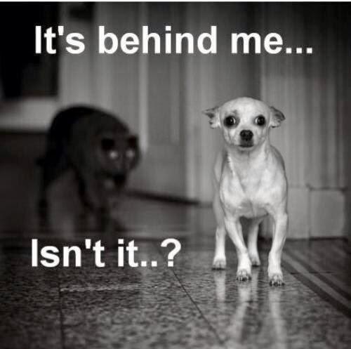 PixShures's tweet photo. I love doggies and this one made me laugh. #CrackUp http://t.co/uVkcWBM6cE