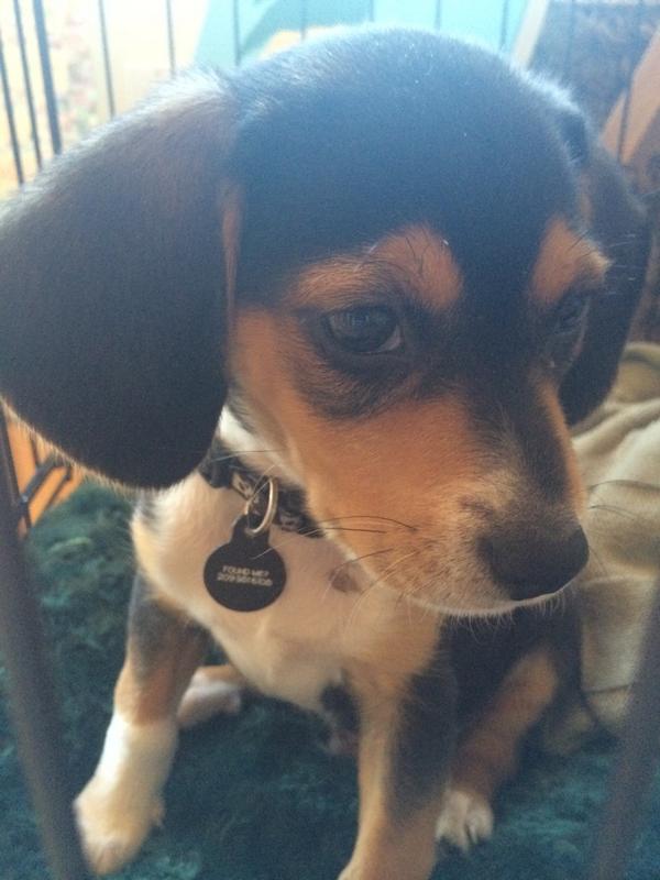Kodaline's tweet photo. Check out the studio puppy, 

Meet Hank http://t.co/YeLQhyfzcC