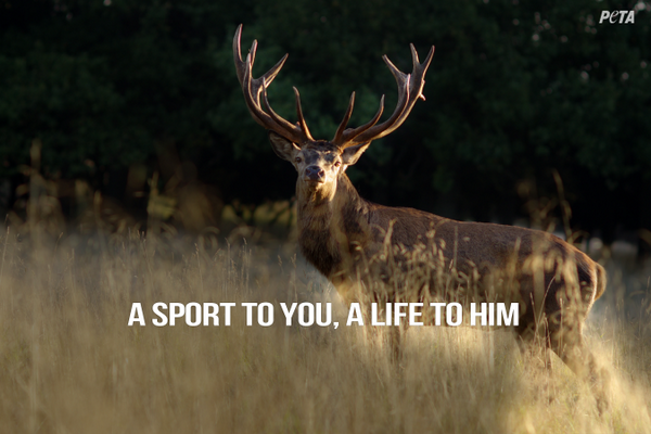 YungBootyEater6's tweet image. &quot;@peta: HE IS a wall trophy.

RT if you agree! #ProHunting http://t.co/FxTsy79oD1&quot; Even @PETA thinks this is a beautiful buck!😈