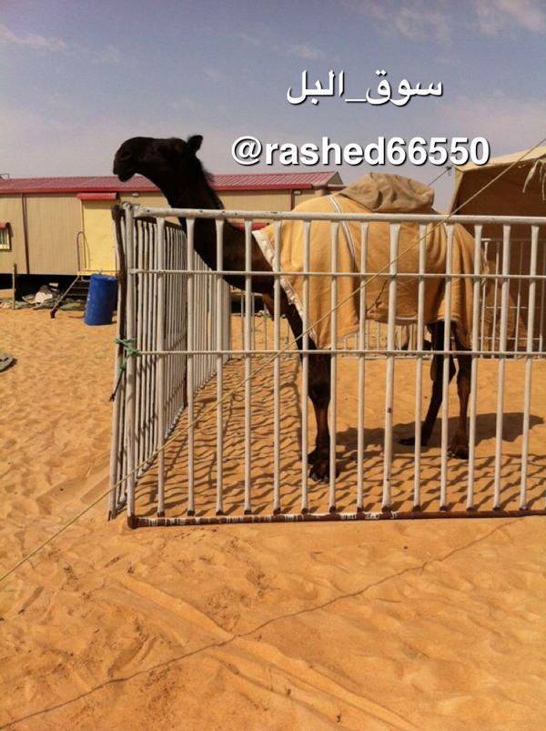 okk529's tweet photo. : قعود حامد الرشيدي ولد الوافي بن جروان http://t.co/h00z3cmeOj"