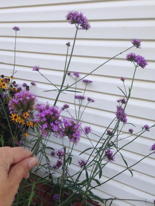 FeatherandC's tweet photo. Does any gardener know the name of this geometric perennial? 4ft tall w/long stems at 90 degree shoots? http://t.co/9FRKt77nsd