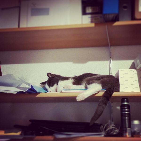 my lovely #grumpycat