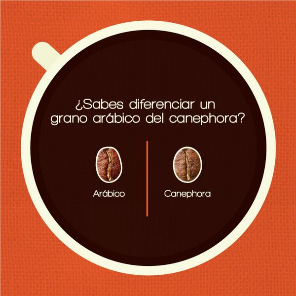 La especie Arábica brinda aromas más intensos, sabores más finos y variados que la especie Canephora.