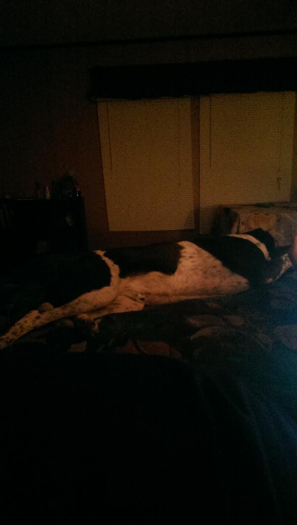 DukeOfSnuggles's tweet image. I'm taking up half of @NerdyEmmett2's bed. It's great. *makes all sorts of noises* #Chihuahua