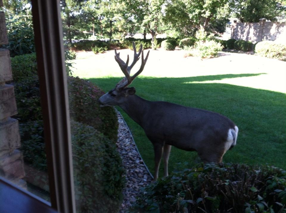 Adele Arakawa (AdeleArakawa) Twitter