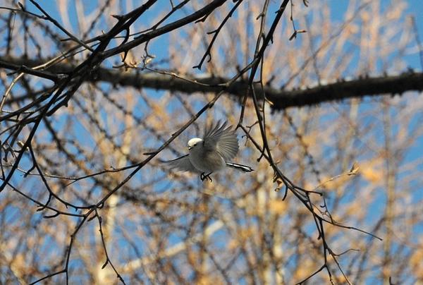 シマエナガbot tweet media