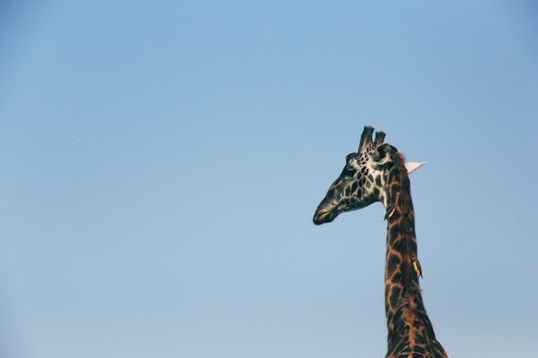 SpaceyDK's tweet image. Til de morgenfriske! I dag skriver vi om #newsjacking, #hashjacking og døde giraffer
spacey.dk/newsjacking-gr…